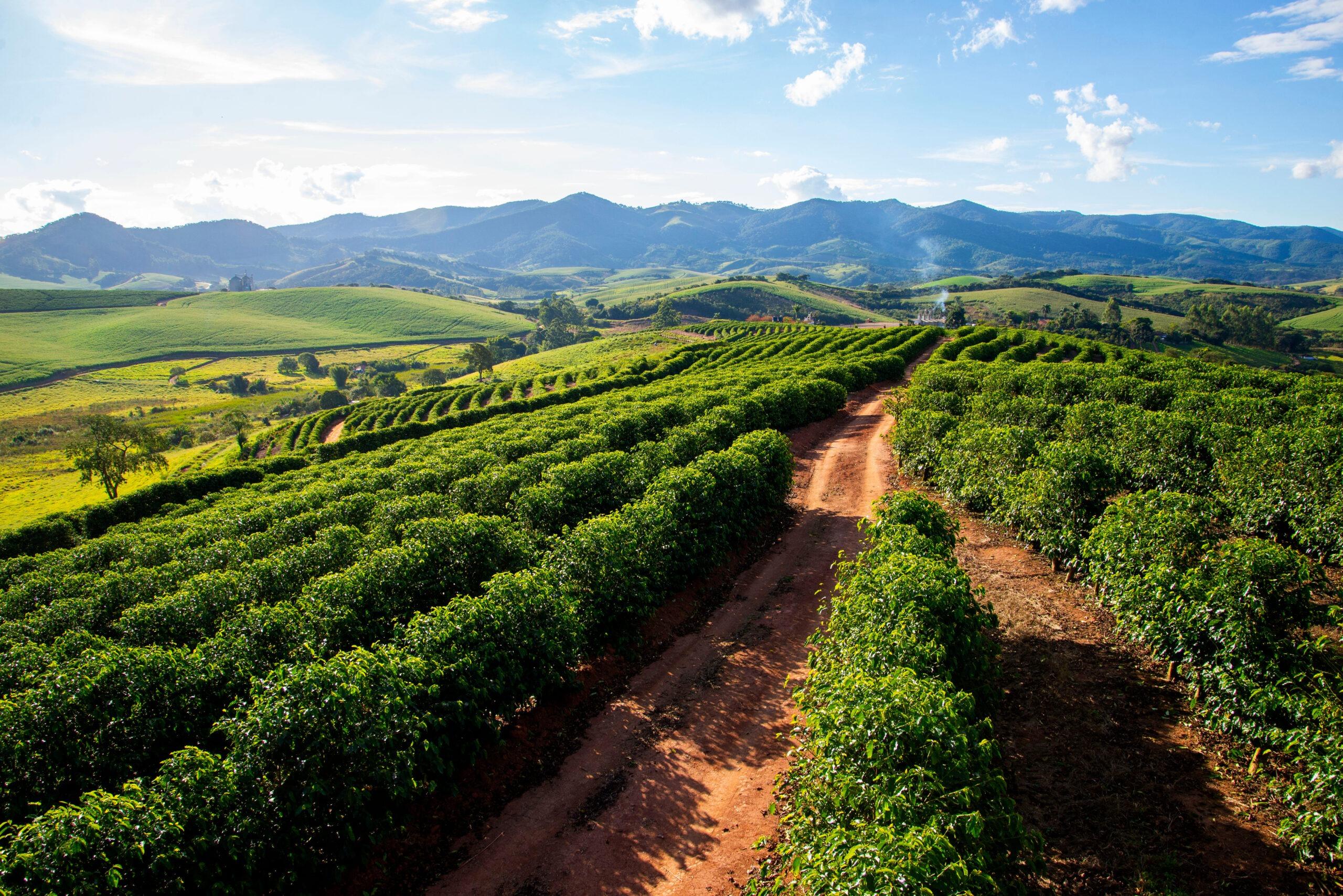 Rotas do café: turismo nacional e internacional cativa os amantes da bebida