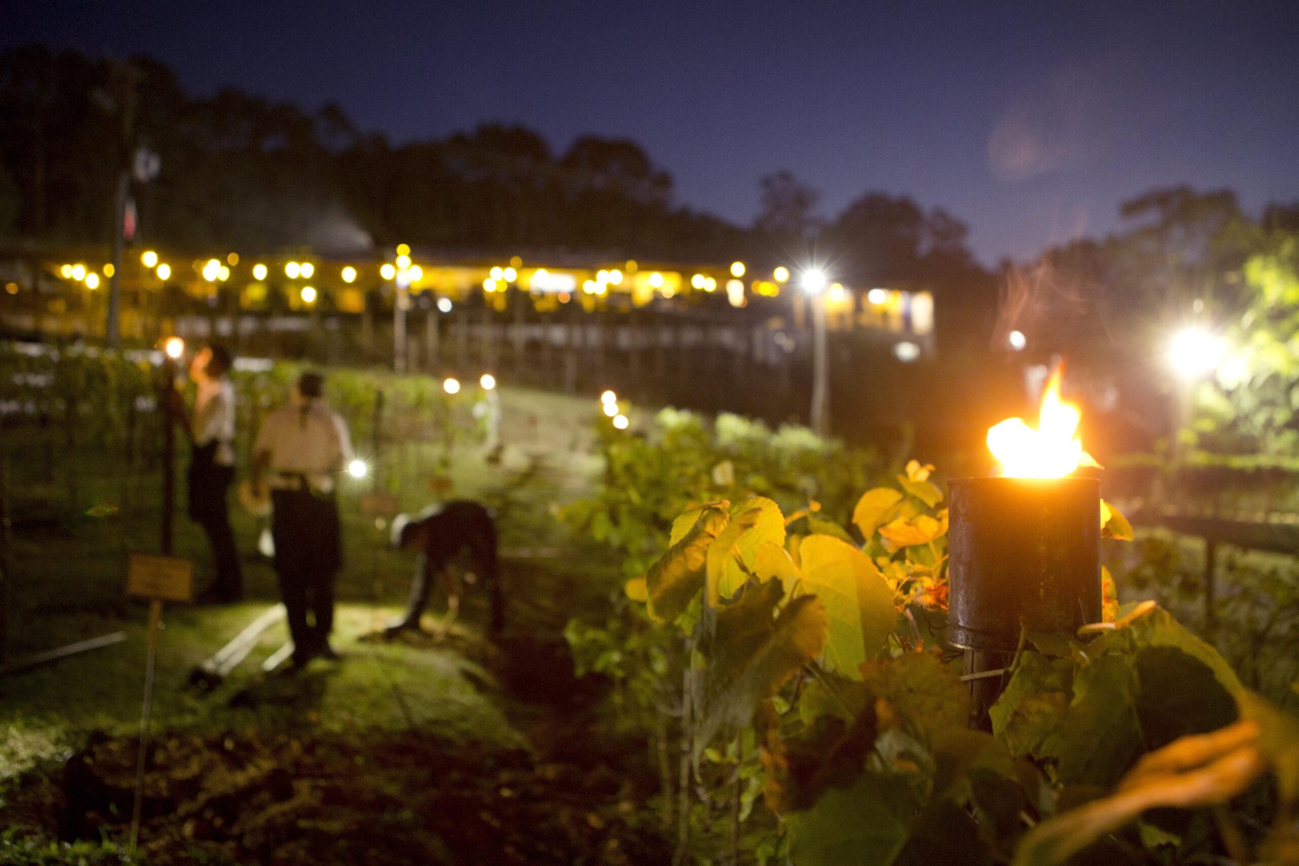 Tradição Renovada: Quinta do Olivardo Celebra “Vinho dos Mortos” em São Roque