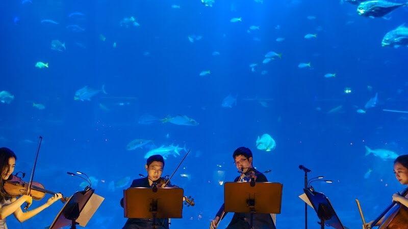 AquaRio será iluminado por um mar de velas no Dia das Mães: os concertos desembarcam na região portuária