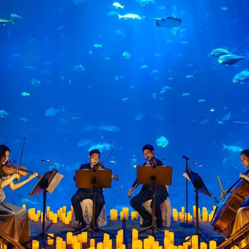 AquaRio será iluminado por um mar de velas no Dia das Mães: os concertos desembarcam na região portuária