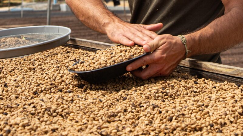 Festival Baiano de Cafés 2025 celebra origem e futuro do café da Bahia