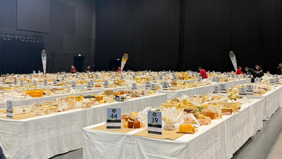 Queijos brasileiros ganham 50 medalhas no Mundial