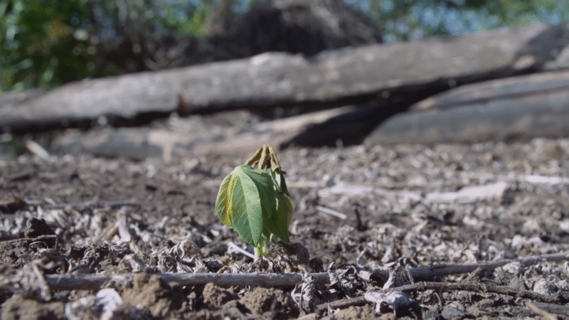 TV Cultura exibe Mostra Ecofalante com foco na COP30