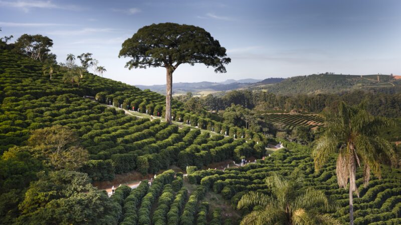 Orfeu Cafés Especiais recebe título internacional de Coffee Legend