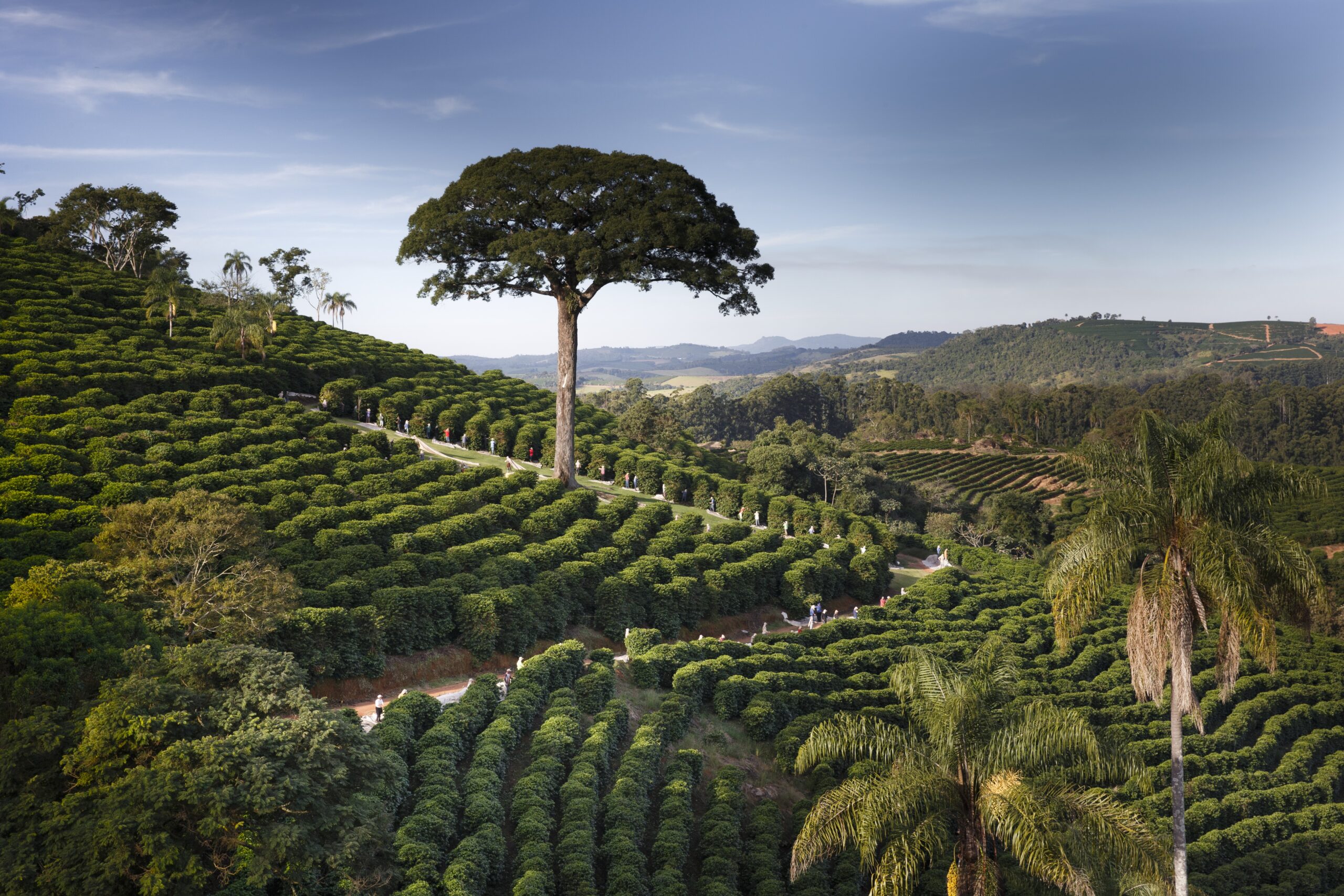Orfeu Cafés Especiais recebe título internacional de Coffee Legend