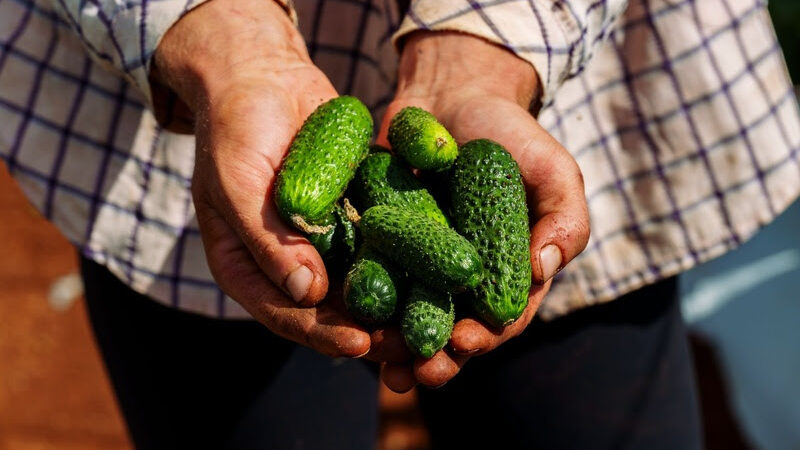 Dia do Pepino: conheça 5 curiosidades sobre o ingrediente presente em diferentes momentos de consumo