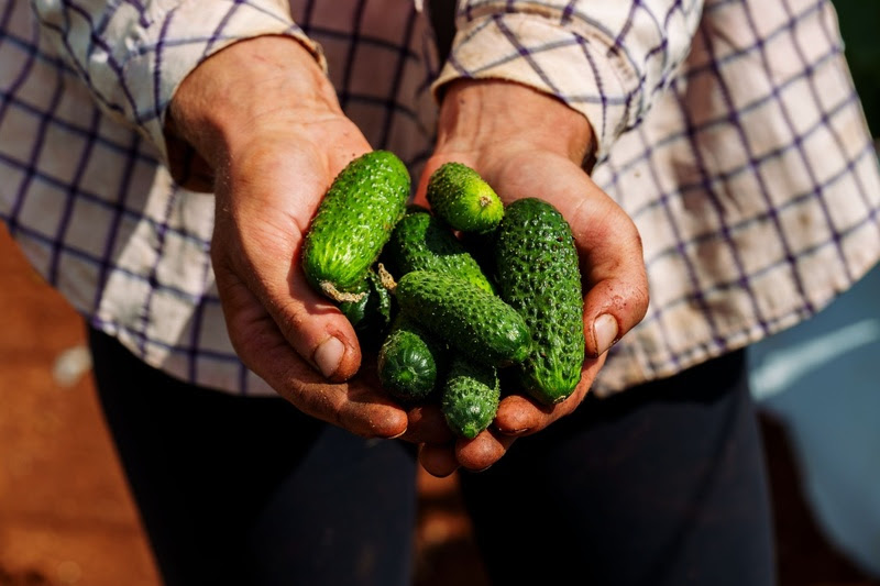 Dia do Pepino: conheça 5 curiosidades sobre o ingrediente presente em diferentes momentos de consumo