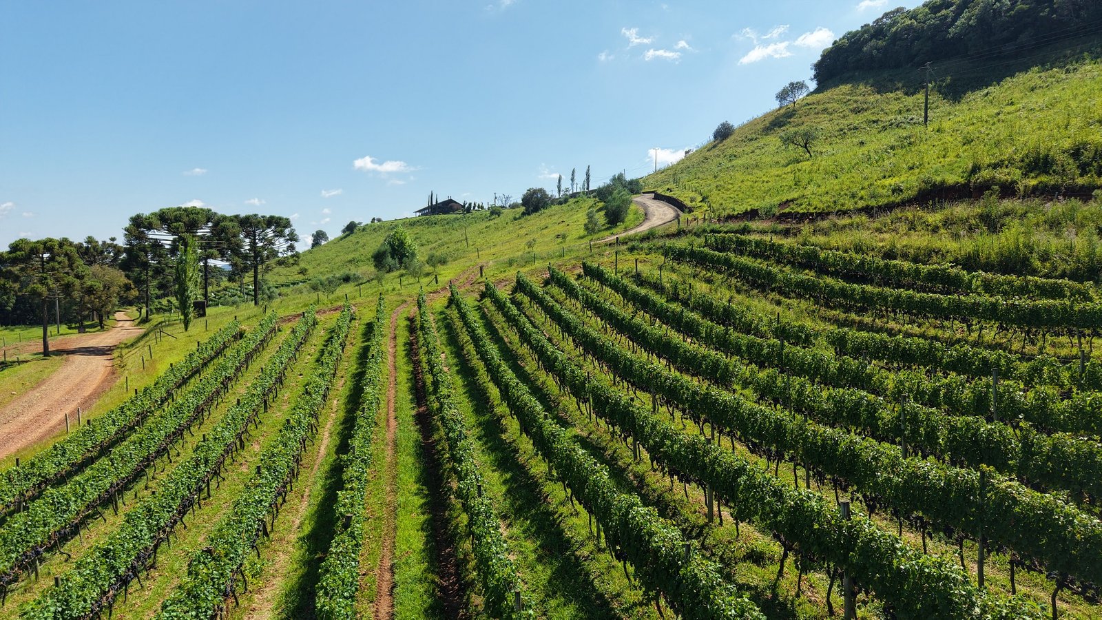 Vinhos de altitude destacam a Serra Catarinense
