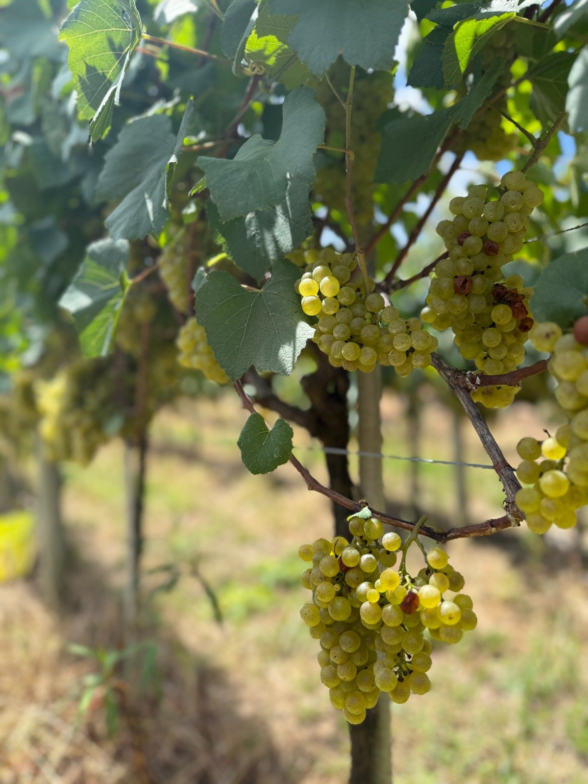 Vinícola testa uvas europeias na Serra Gaúcha